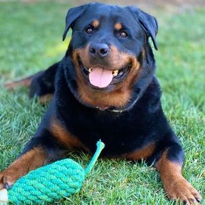 Meet your Posher, Jo